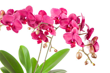 Naklejka na ściany i meble beautiful burgundy orchid on a white background