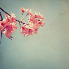 Vintage cherry blossom - sakura flower. nature background  (retro filter effect color)