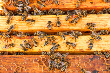 Close up view of the bees swarming on a honeycomb.