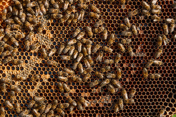 Working bees on the yellow honeycomb with sweet honey.