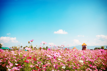 Landscape nature background of beautiful pink and red cosmos flower field with blue sky.