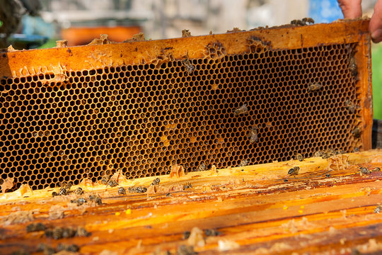 Close up view of the bees swarming on a honeycomb.