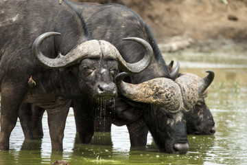 Buffle d'Afrique, Syncerus caffer, Parc national Kruger, Afrique du Sud