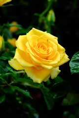 yellow rose shot in natural light on dark background