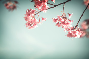 Close-up of sakura flower (cherry blossom) in spring. vintage color tone style.