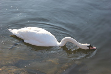 Schwan trinkt Wasser