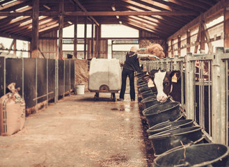 Fototapeta na wymiar Calves in the cowshed in dairy farm