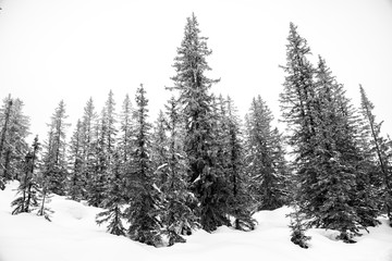 Fototapeta na wymiar forêt hiver
