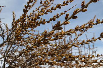 Small brown buds on a tree in spring
