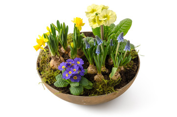 Blumenschale mit Frühlingsblumen