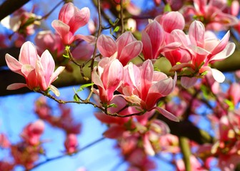 Obraz premium Spring flowers, Magnolia tree blossoms 