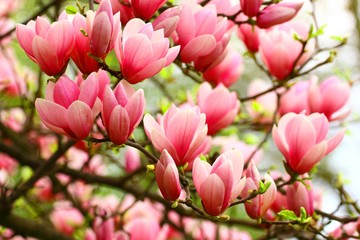Obraz premium Magnolia pink flowers, spring blossoming tree