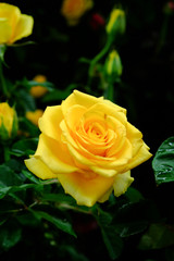 yellow rose shot in natural light on dark background