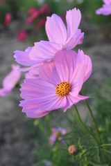 Fototapeta premium Flower