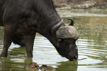 Buffle d'Afrique, Syncerus caffer, Parc national Kruger, Afrique du Sud