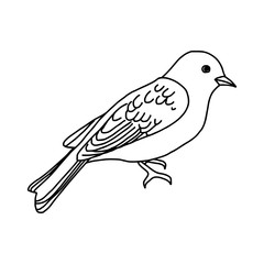 vector illustration hand drawn sketch of bird isolated on white background