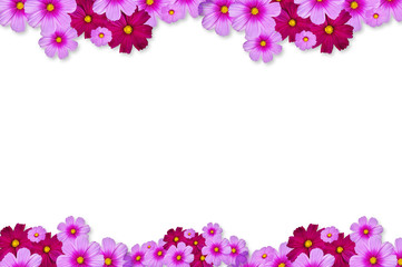 Flower Isolated on white background. Pink Flowers frames on white background.