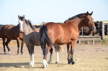 Caballos Criollos en la pampa humdeda, Argentina.