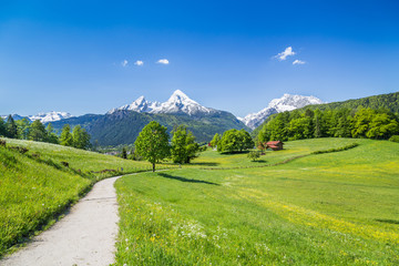 Hiking trail in the Alps with blooming meadows in springtime
