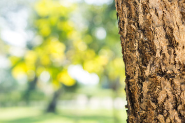 Tree bark with green nature used for background