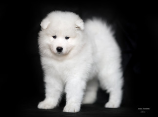 white puppy Samoyed
