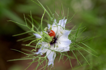 Ladybug in a garden