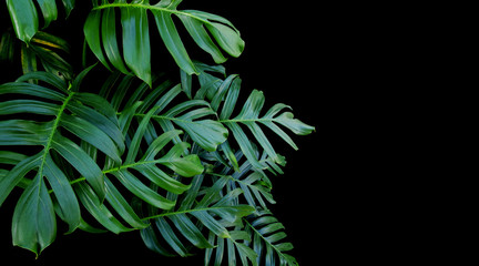 Plakat Green leaves of Monstera philodendron plant growing in wild, the tropical forest vine plant on black background.
