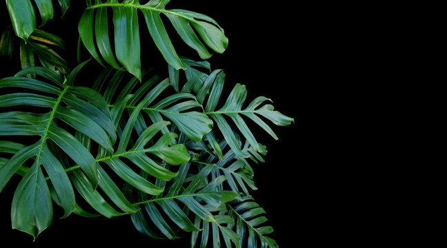 Fototapeta Green leaves of Monstera philodendron plant growing in wild, the tropical forest vine plant on black background.