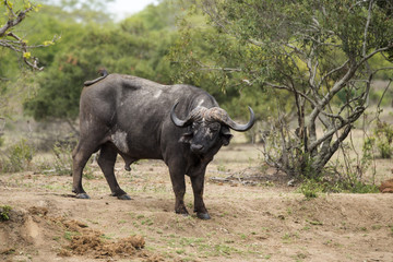 Buffle d'Afrique, Syncerus caffer, Parc national Kruger, Afrique du Sud