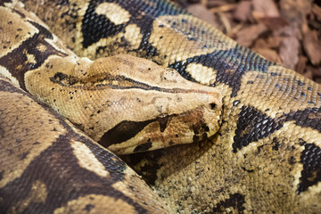 Boa constricteur