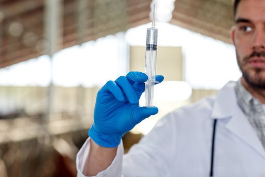 Veterinarian Hand With Vaccine In Syringe On Farm