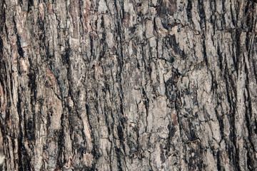 tree texture