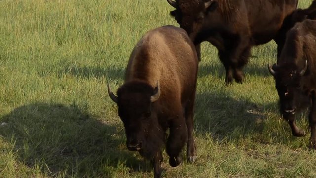 Bison walking at Custer State Park. HH/TS