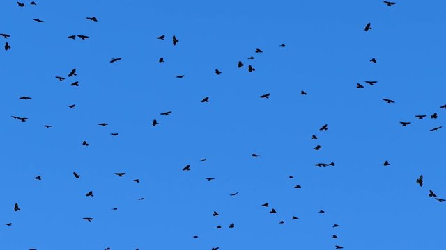 Flock of birds - close up. UHD.