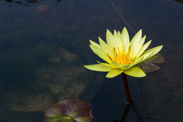 Yellow lotus in the pool