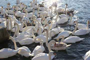 Ein Schwarm Schwäne auf einem Fluss (Schwan) © rbkelle