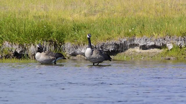 Canada Geese foraging along a river in Yellowstone National Park. Camera Locked