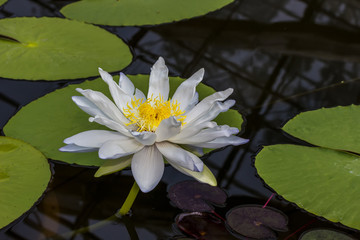 Beautiful Lotus in the pool