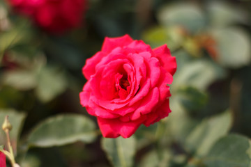 Roses in valentines day.