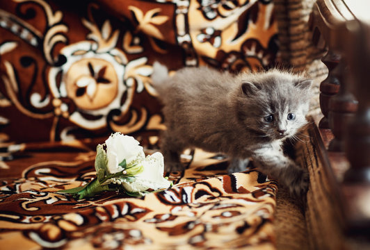 The cat sits on the sofa