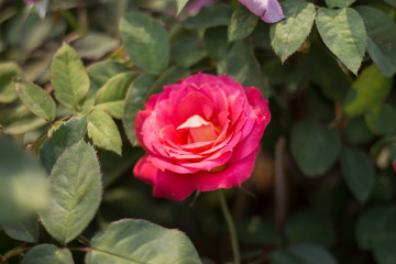 Roses in valentines day.