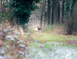 Alert roe deer standing on path in winter forest.