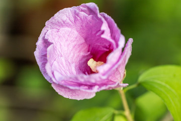 Hibiskusblüte © Silvia Hohaus
