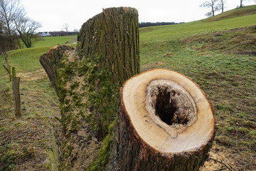Pollard willow tree. Freshly cut pollard willow tree with hollow core due to a plant disease