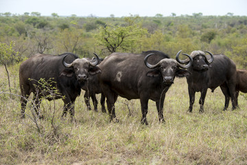 Buffle d'Afrique, Syncerus caffer, Parc national Kruger, Afrique du Sud