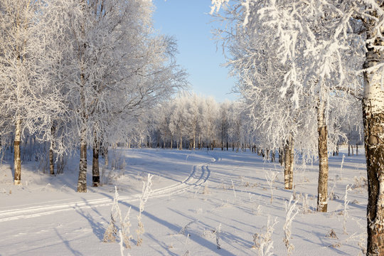Winter landscape with snow covered trees  .