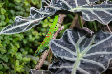 Gecko diurne de Madagascar