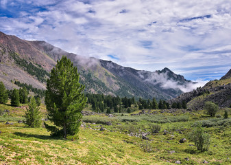 Siberian pine and mountain tundra