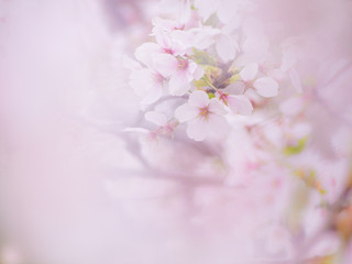 cherry tree blossom in full bloom closeup 満開の桜のクローズアップ