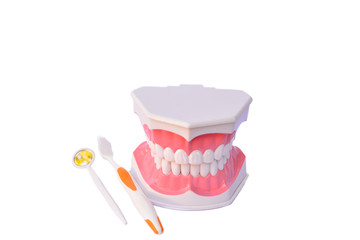 dental care model and tooth brush on white background isolate